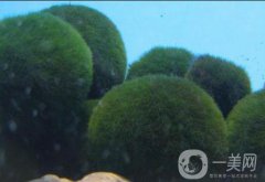 解析：小球藻美容，扭轉時光也不是難事！