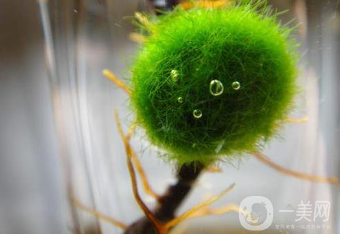 小球藻美容優(yōu)勢