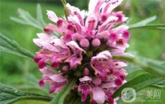 草本魔法：中藥材助力預(yù)防與調(diào)節(jié)月經(jīng)不調(diào)